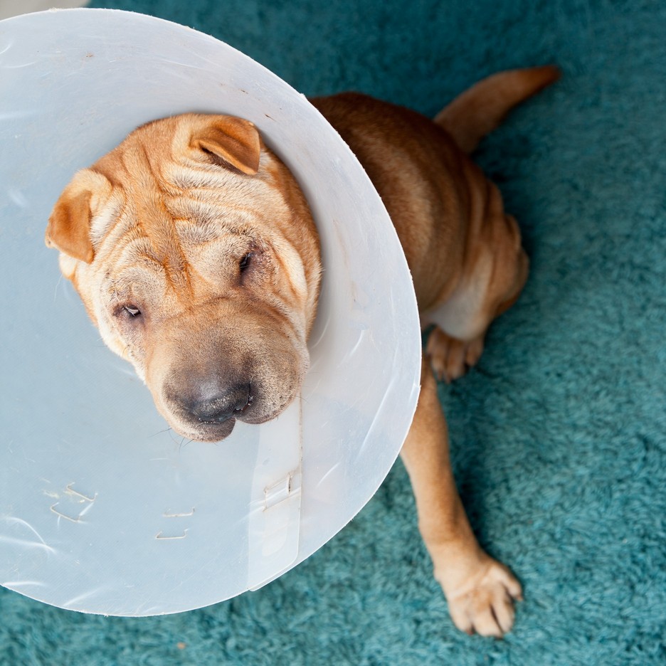 Surgery 706 Main Street South<br />Woodbury, CT 06798